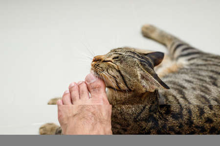 Cat face rubbing people's feet, Tabby cat.の写真素材