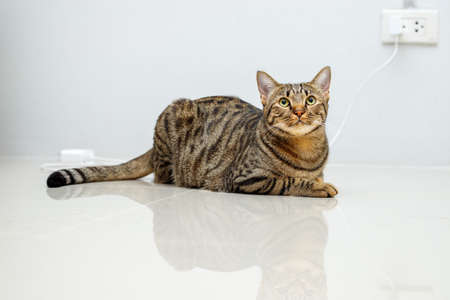 Tabby cat lying on a white background