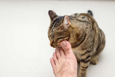 Cat face rubbing people's feet, Tabby cat.の写真素材