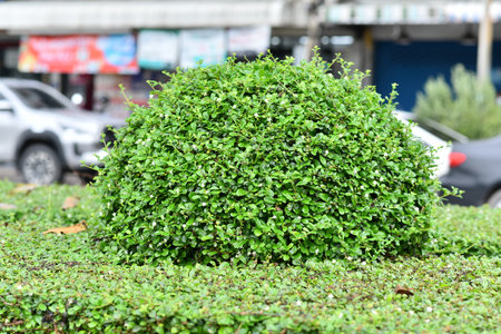 green bushes and blurred backgroundの写真素材