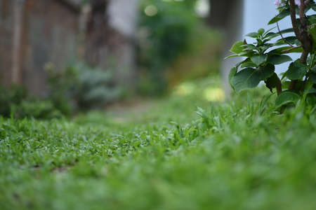 Green grass and blurred background