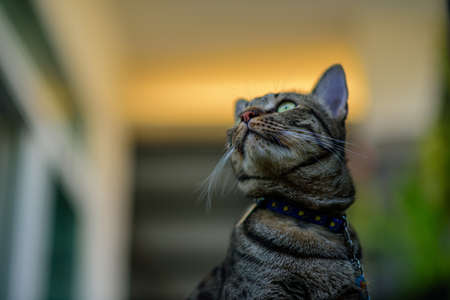 Tabby cat sitting at home.の写真素材