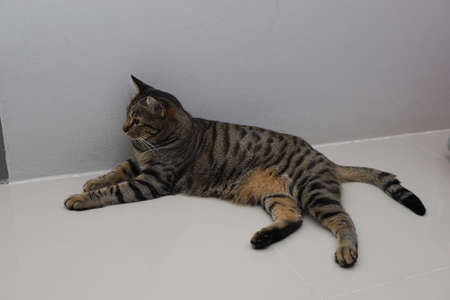 Tabby cat sitting at home.の写真素材