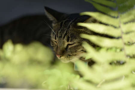 tabby cat sitting with scene nature green.