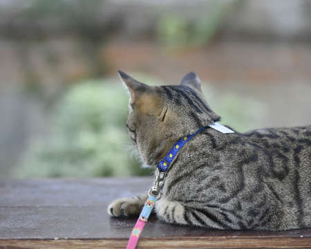Tabby cat sitting at home.