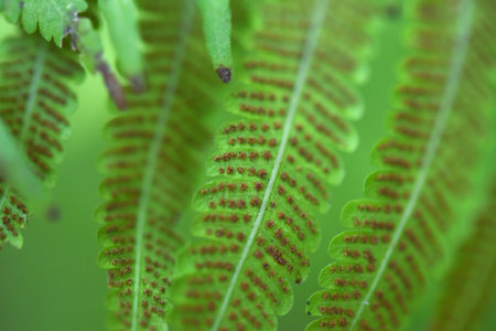 fern leaves on green backgroundの写真素材