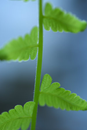fern leaves on green backgroundの写真素材