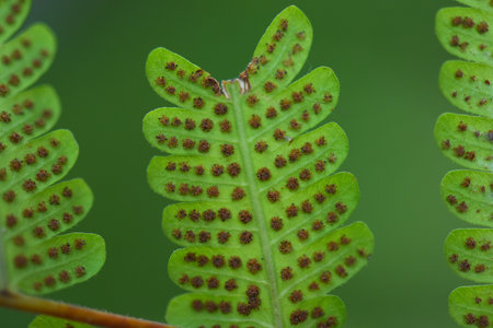 fern leaves on green backgroundの写真素材