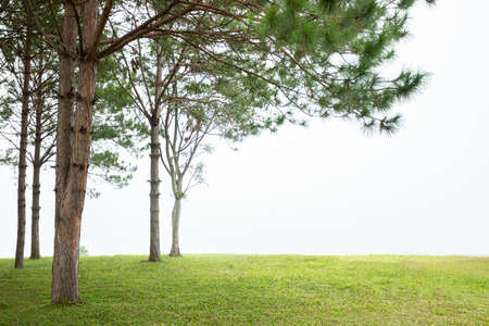 Pine trees, green lawn and mistの写真素材