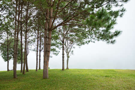 Pine trees, green lawn and mistの写真素材