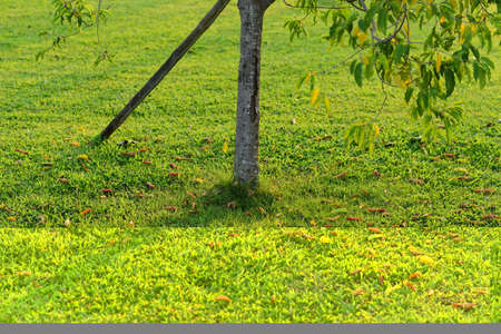 multicolored leaves on the grassの写真素材