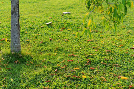 multicolored leaves on the grassの写真素材