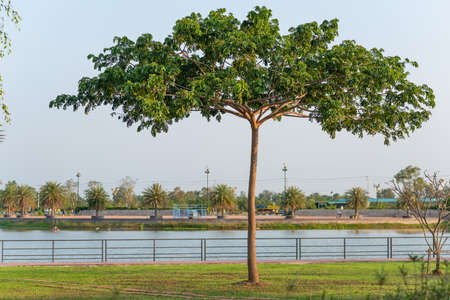 a tree in the garden