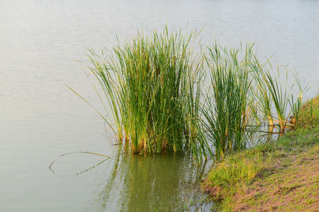 papyrus in the garden waterの写真素材