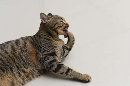 Tabby cat is cleaning itself.の写真素材