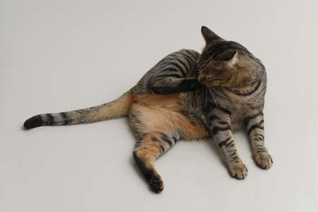 Tabby cat is cleaning itself.の写真素材