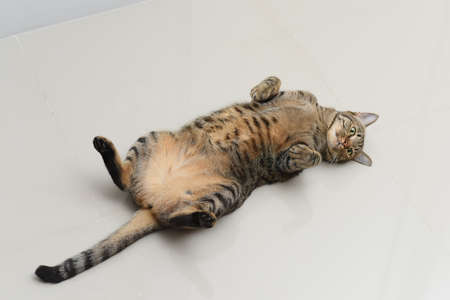 Tabby cat supine cat on whiteの写真素材