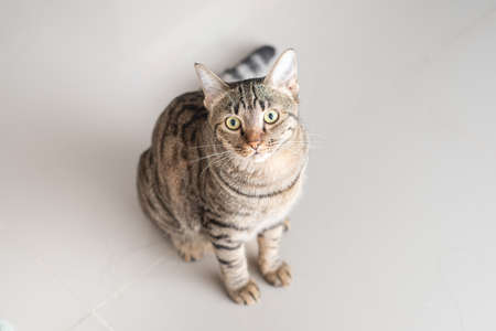Tabby cat looking up at usの写真素材