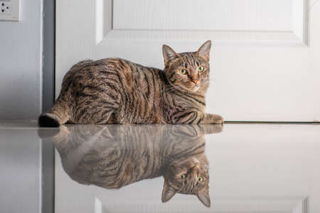 Tabby cat looking up at us
