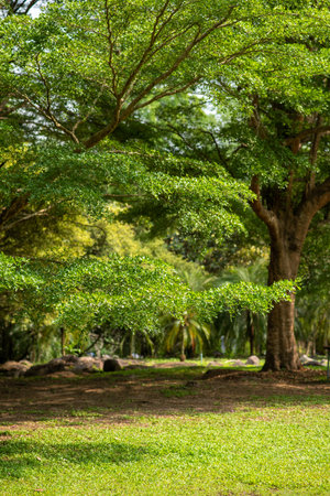 bright green leaves in the gardenの写真素材