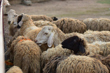 Dirty sheep in a tropical country