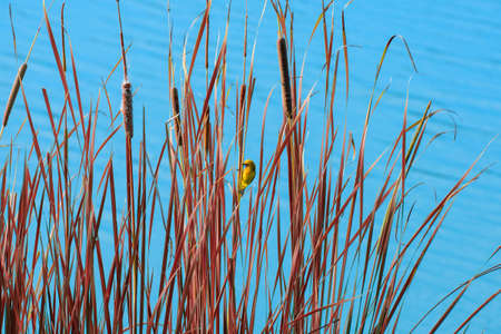 yellow sparrow perched on a reedの写真素材