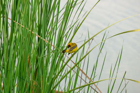 yellow sparrow perched on a reedの写真素材