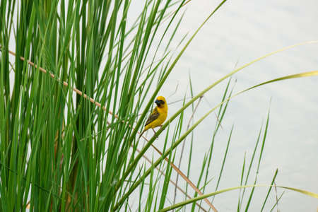yellow sparrow perched on a reed