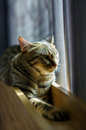 Tabby cat sleep in a narrow space.の写真素材