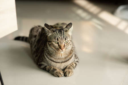 Tabby cat sitting at homeの写真素材