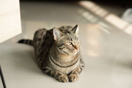 Tabby cat sitting at homeの写真素材