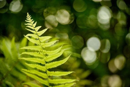fern leaves on green backgroundの写真素材