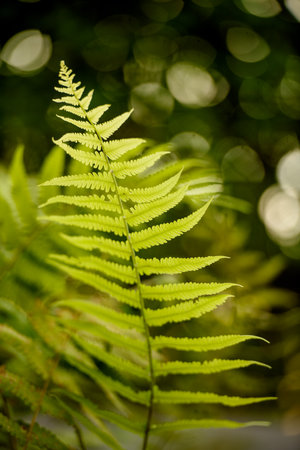 fern leaves on green backgroundの写真素材