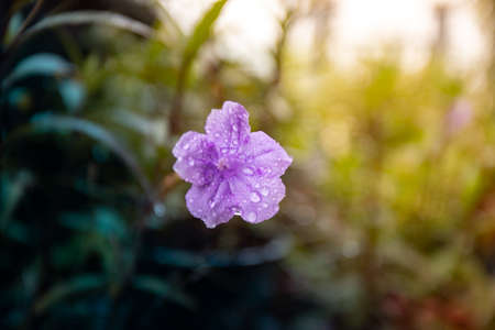 purple flowers on its stemの写真素材