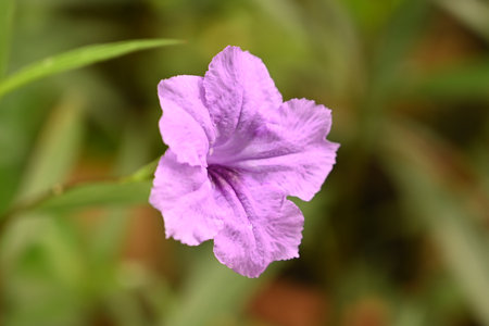purple flowers on its stemの写真素材