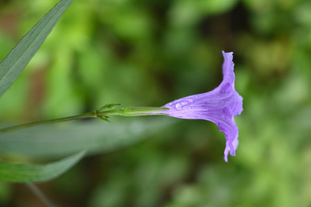 purple flowers on its stemの写真素材
