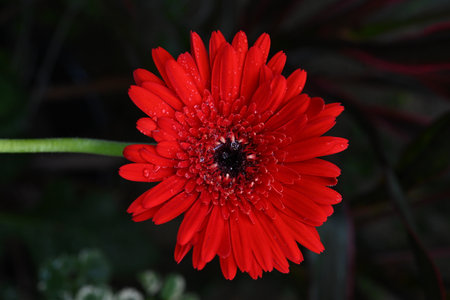 One red flower close-up shot.の写真素材