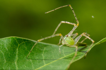 Spiders in nature, on leaf greenの写真素材