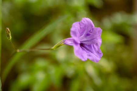 Ruellia tuberosa park at homeの写真素材