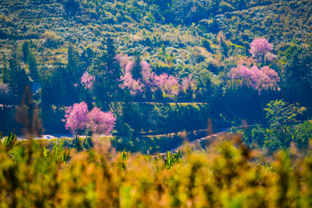 Cherry blossom at Phitsanulok province, Thailand.の写真素材