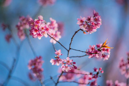 Cherry blossom at Phitsanulok province, Thailand.の写真素材