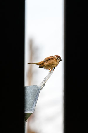 One warbler with prey white backgroundの写真素材