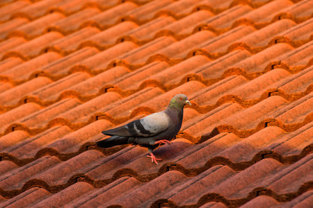 a pigeon on the roofの写真素材