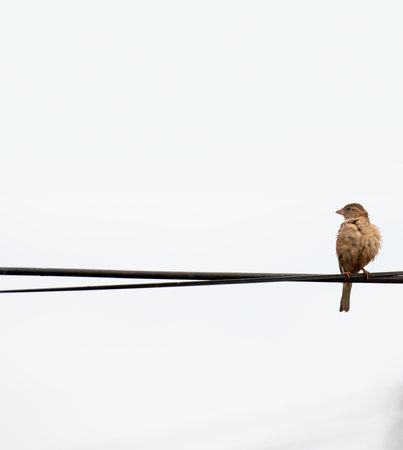 a bird on a wireの写真素材