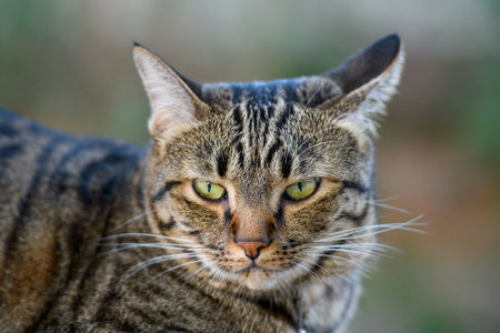 Half tabby accents the face.の写真素材