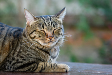 Tabby cat, it closes its eyesの写真素材