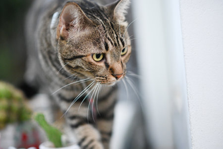 Tabby cat is looking at something.の写真素材