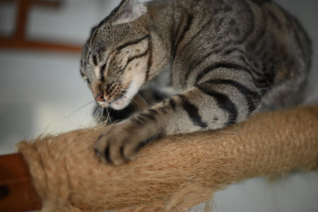 Tabby cat is sharpening its claws with a rope.の写真素材