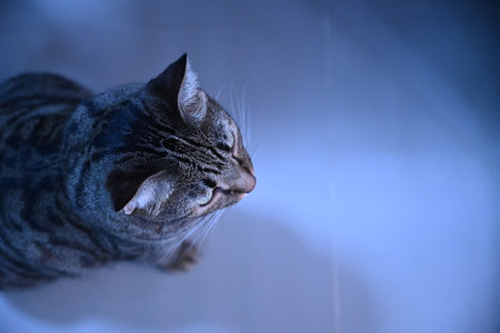 Tabby cat is looking at something.の写真素材