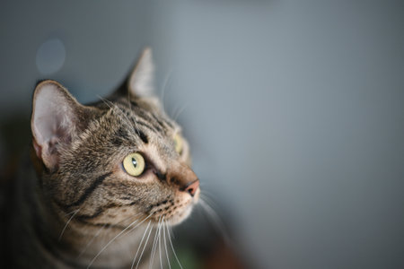 Tabby cat is looking at something.の写真素材